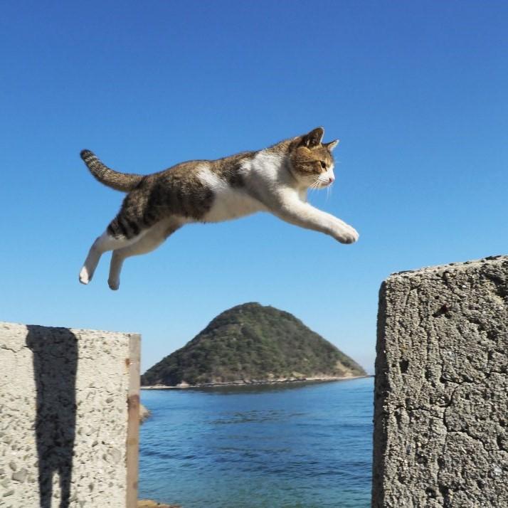 佐柳島