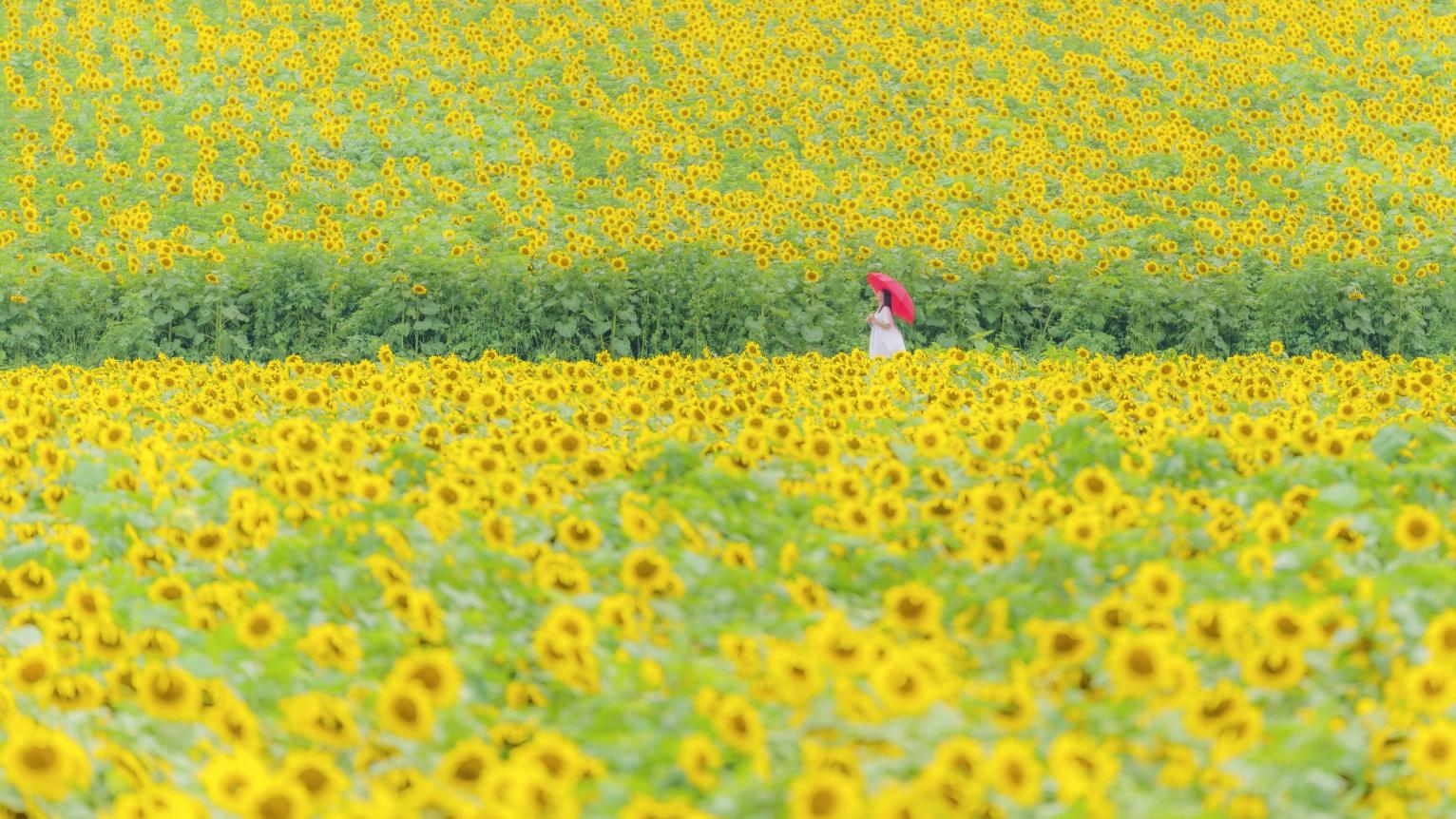 Sunflower Fields（Manno Town）