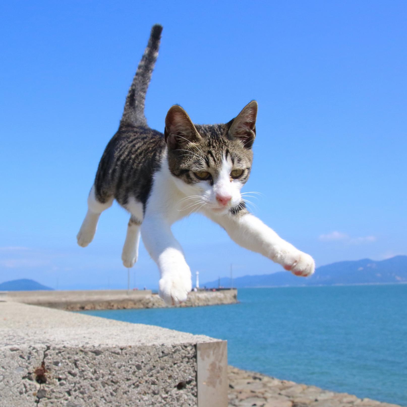 (佐柳島)僕だって飛べるニャン