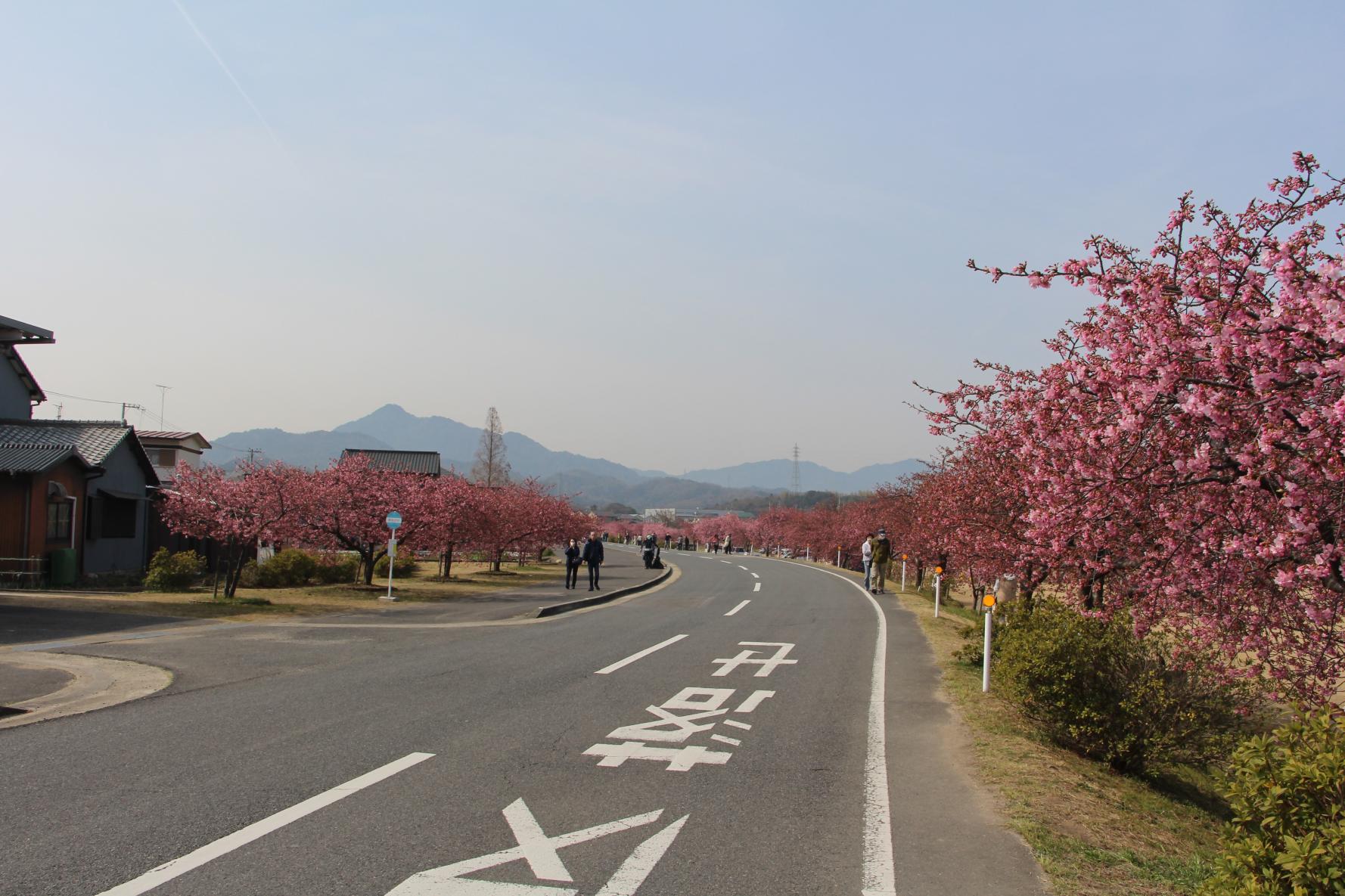 Kawazu Cherry Blossoms