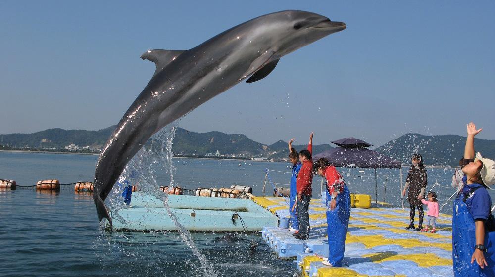 日本海豚中心-1