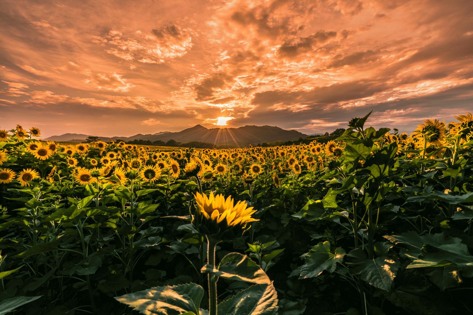 Sunflower Fields, Manno Town-0