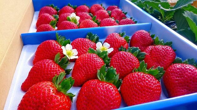 Strawberry Picking-3