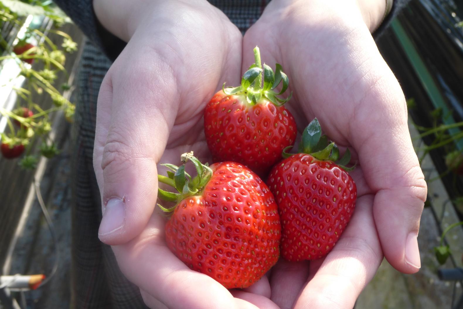 Strawberry Picking-2