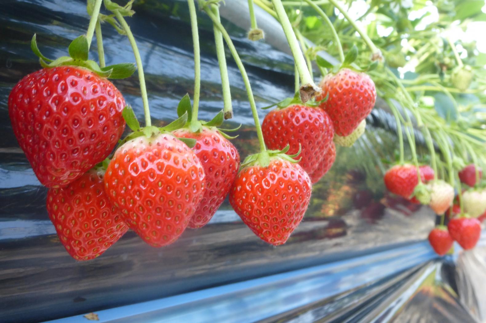 Strawberry Picking-0