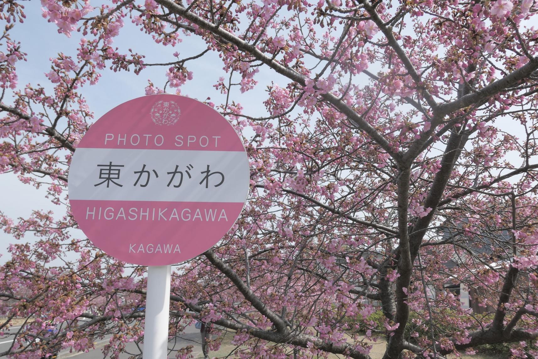 ถนนสายดอกคาวาสุซากุระ-1